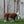 Load image into Gallery viewer, Hereford Cow Chocolate