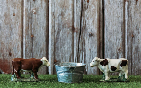 Hereford Cow Chocolate